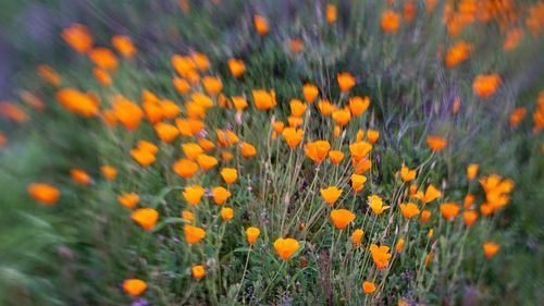 Close-up of orange flowering plants on field