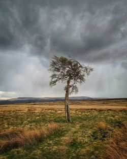 Tree on field against sky