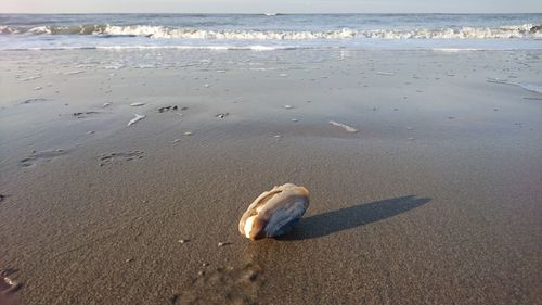 Sea shore at beach