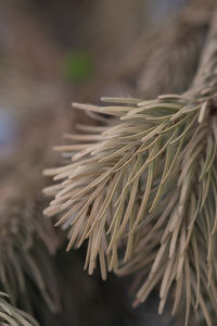 Yellowed withered spruce branch close-up. a concept for cleaning a christmas tree.