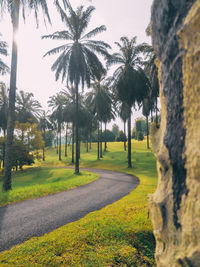View of palm trees on landscape