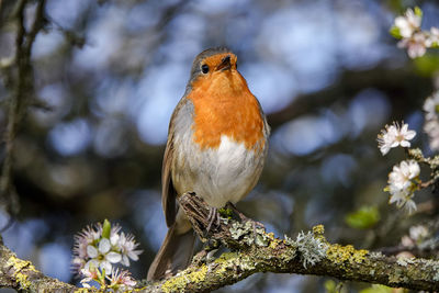 Close-up of a bird perching on branch