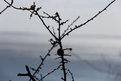 Close-up of plant against sky