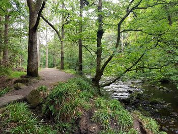 Trees growing in forest