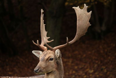 Close-up of deer in a forest