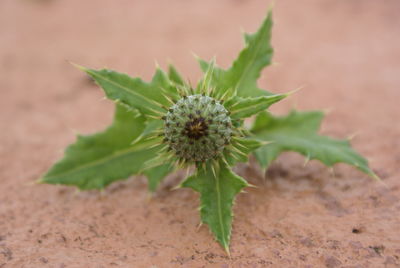 Close-up of flower against blurred background