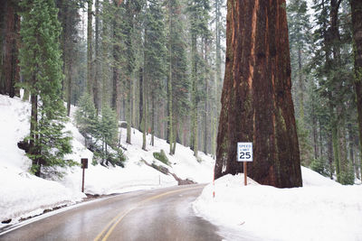 Road amidst trees in forest during winter