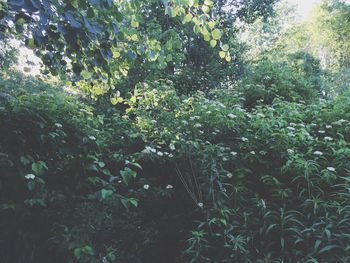 Trees growing in forest