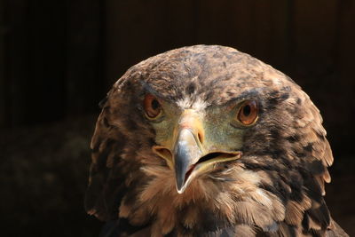 Juvenile bateleur eagle close up