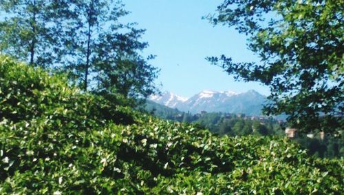 Plants growing on land against sky