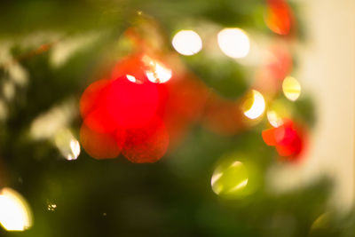 Close-up of christmas tree