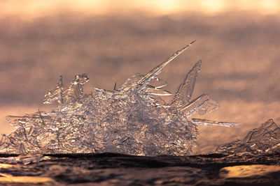 Gilded winter. translucent ice awakens in golden sunrise in northern europe