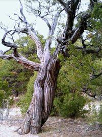 Dead tree in forest