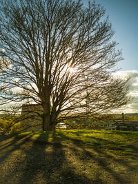 Bare tree on field against sky