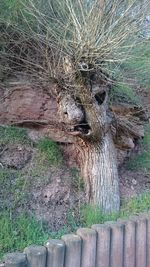 Close-up of lizard on tree trunk