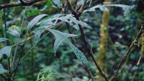 Close-up of plants against blurred background