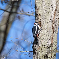 Bird perching on a tree