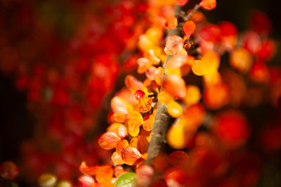 Close-up of yellow flowering plant