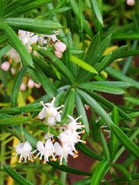 Close-up of flowers on plant