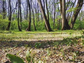 Trees in forest