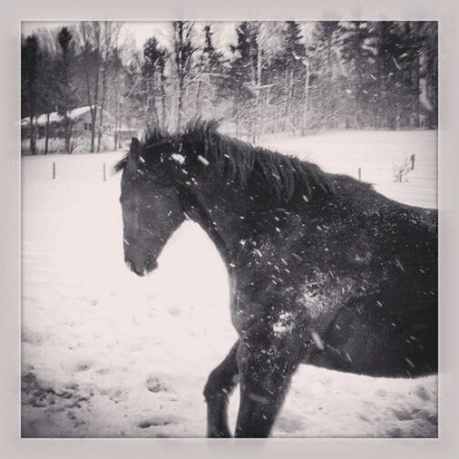 snow, winter, cold temperature, transfer print, season, auto post production filter, weather, tree, field, nature, animal themes, covering, water, horse, frozen, domestic animals, day, one person, landscape, standing