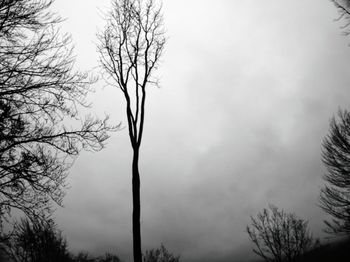 Low angle view of bare trees against sky