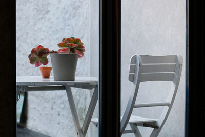 Close-up of flowers in vase against window