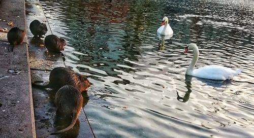 High angle view of swans swimming in lake