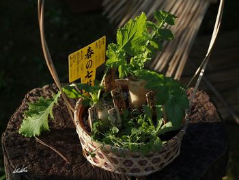 Close-up of plants at night