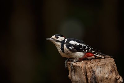 Close-up of bird perching on tree stump