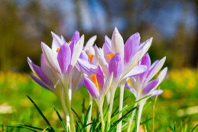 Close-up of purple crocus flowers on field