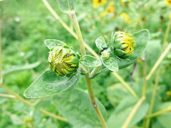 Close-up of yellow flower