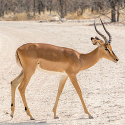 View on impala walking on arid landscape