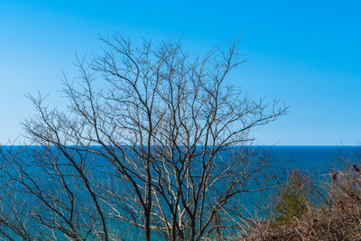 Bare tree by sea against clear blue sky