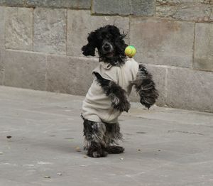 Portrait of dog with ball on floor