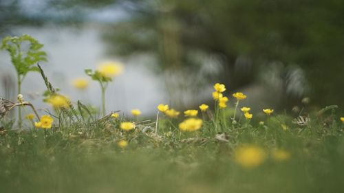 Yellow flowers growing in field