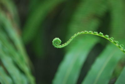 Close-up of green leaf