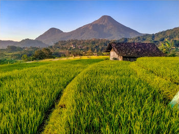 Scenic view of agricultural field against sky