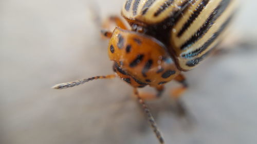 Close-up of ladybug on leaf