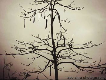 Low angle view of silhouette bare tree against sky