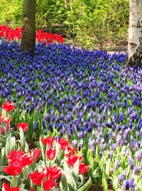 Flowers blooming in park