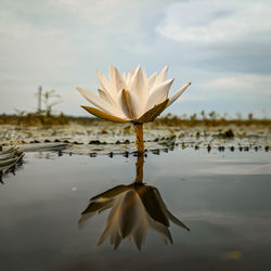Close-up of water lily in lake against sky