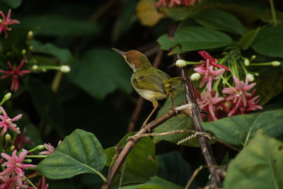 Close-up of bird perching on plant