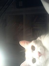 pets