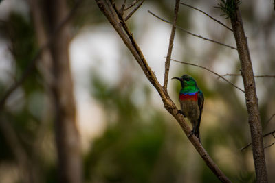 Close-up of bird perching on tree