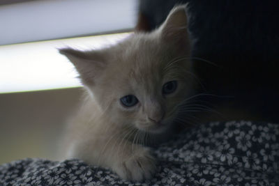Close-up of a cat at home