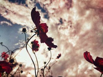 Low angle view of red flower against sky