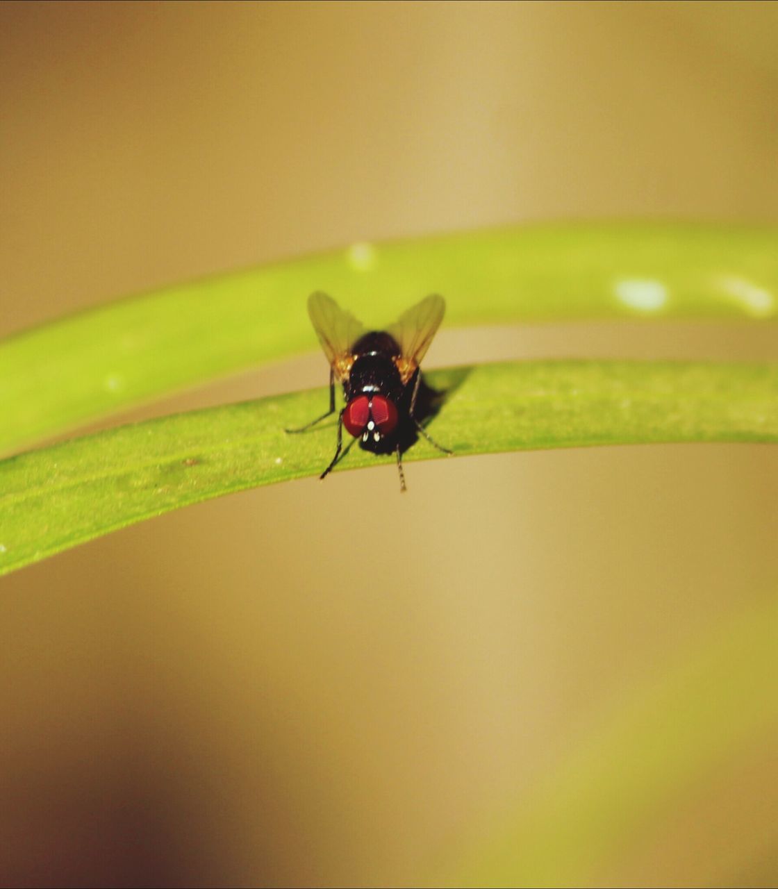 insect, animal themes, one animal, animals in the wild, wildlife, ladybug, green color, close-up, selective focus, nature, red, fly, no people, focus on foreground, leaf, day, full length, outdoors, bug, zoology