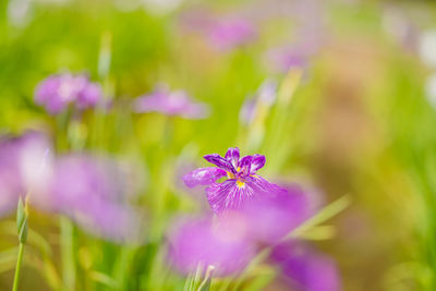 Close-up of purple flowering plants on field