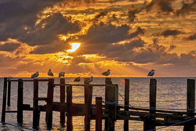 Seagulls perching on wooden post in sea against sky during sunset